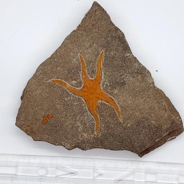 Starfish (Echinoderm 2) - Highland Rock