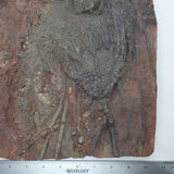 Crinoid Fossil Plate