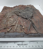 Crinoid Fossil Plate