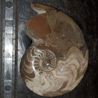 Ammonite Fossil 4 - Highland Rock