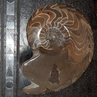 Ammonite Fossil 4 - Highland Rock