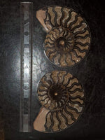Ammonite Fossil 3 - Highland Rock