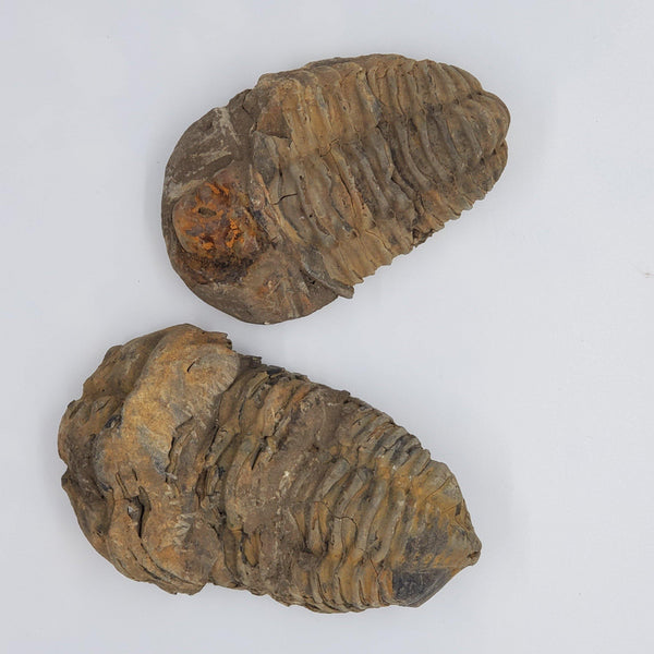 Trilobite Fossil, calymene - Highland Rock