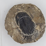 Trilobite Fossil 3 - Highland Rock