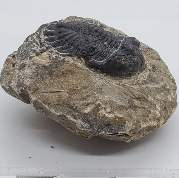 Trilobite Fossil 3 - Highland Rock