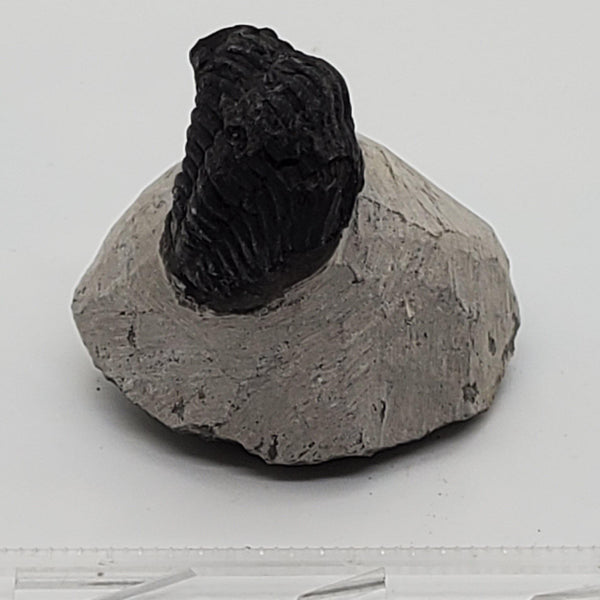 Trilobite Fossil 4 - Highland Rock