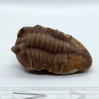 Trilobite Fossil 5 - Highland Rock