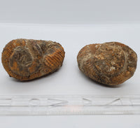 Ammonite, Heteromorph - Highland Rock