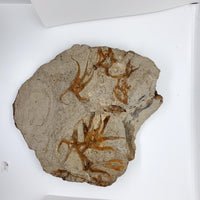 Starfish Fossil Plate