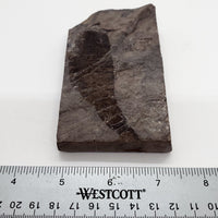 Eurypterid Fossil 3