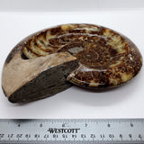 Ammonite Fossil 5