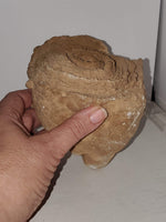 Stromatolite Fossil #2 - Highland Rock